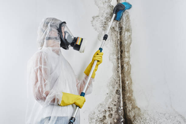 Best Mold Prevention Services  in Rincon, GA